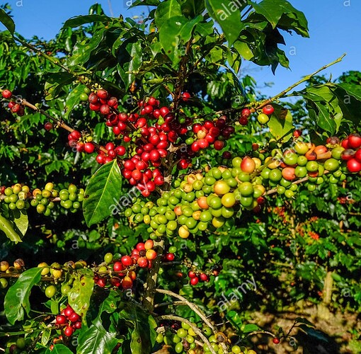 coffee-trees-and-fruits-at-plantation-in-sunny-day-PBK314